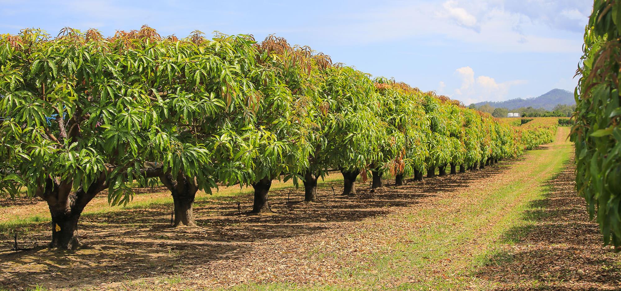 Rows of Mango Trees on the Sunshine Coast